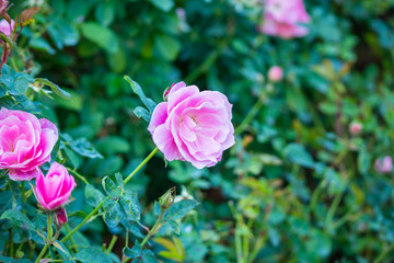 Beautiful pink roses flower in the garden