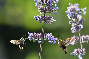 bee on flower