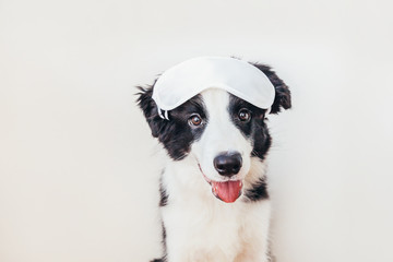 Obraz na płótnie Canvas Do not disturb me, let me sleep. Funny cute smiling puppy dog border collie with sleeping eye mask isolated on white background. Rest, good night, siesta, insomnia, relaxation, tired, travel concept.