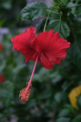 Beautiful flowers on the plants in green garden