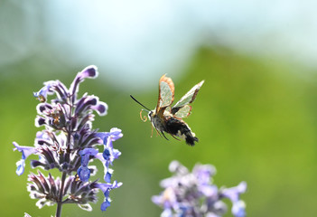 bee on flower