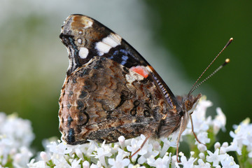 butterfly on a flower