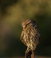 Mochuelo observando posible presa 