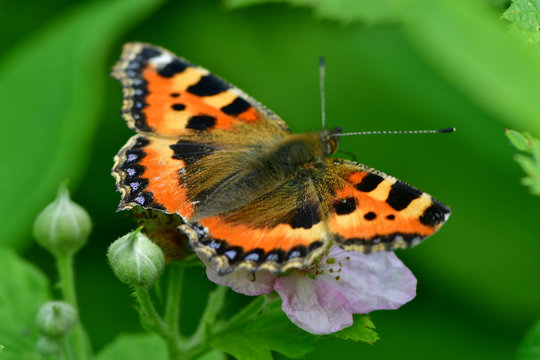 butterfly on flower