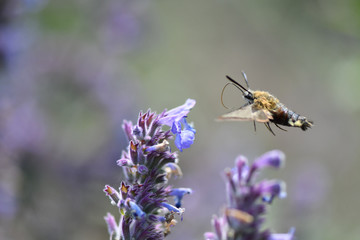 bee on a flower