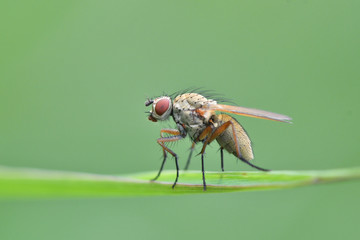 fly on leaf