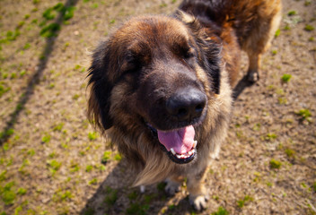 レオンベルガーの近影