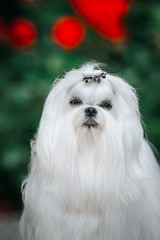 Maltese dog in the green background. Cute white dog. Show dog posing.