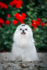 Maltese dog in the green background. Cute white dog. Show dog posing.	