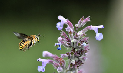 bee on a flower
