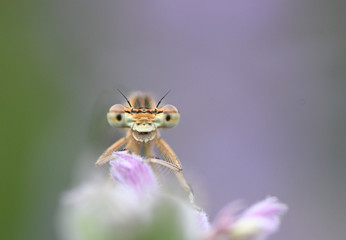 macro of a fly