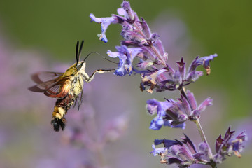 bumblebee on lavender