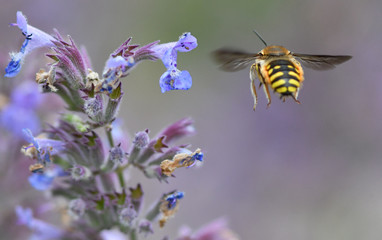 bee on flower