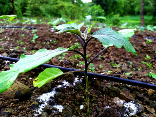 green baby eggplant in the garden