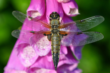 dragonfly on a flower