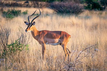 Impala antelope isolated in the African savannah of Etosha national park Namibia during a safari