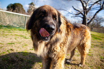 レオンベルガーの近影