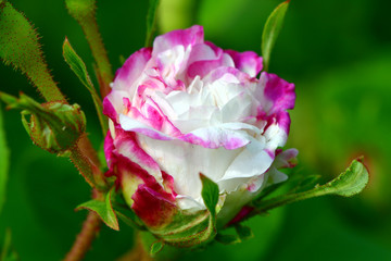 pink rose bud