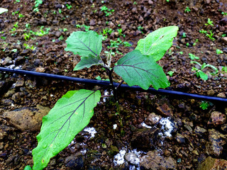 green baby eggplant growing   on the ground