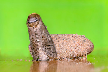 a Small butterfly insect on a plant in the meadow