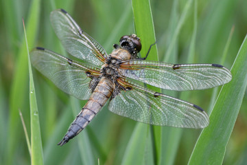 dragonfly on a leaf