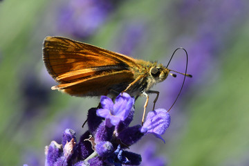 butterfly on flower