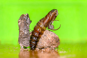 a Small butterfly insect on a plant in the meadow