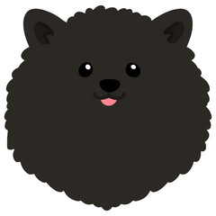Flat colored black pomeranian front head
