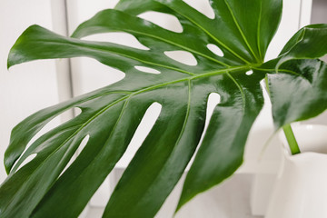 Fototapeta premium A big green leaf of monstera plant close up