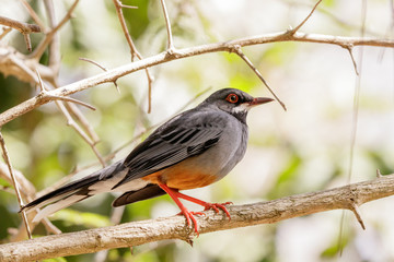 Turdus rubripes bird with red legs and gray body