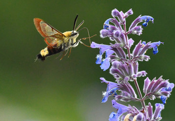 bee on flower