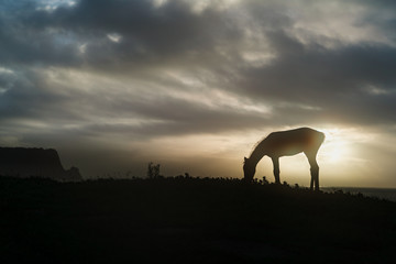 Fototapeta na wymiar horse in sunrise