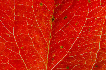 Closeup autumn fall extreme macro texture view of red orange wood sheet tree leaf. Inspirational nature october or september wallpaper background. Change of seasons concept. Close up selective focus