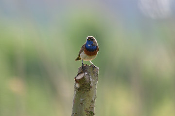 blue tit on a branch