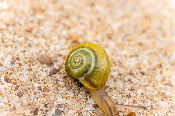 white-lipped snail
