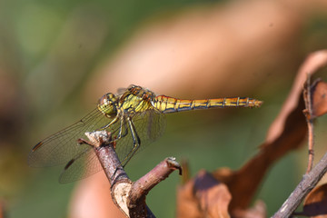 close up of dragonfly