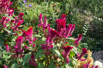 Obraz premium A lot of magenta colored flowers of Celosia argentea var. cristata in September