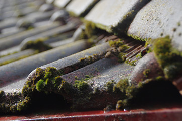 Moss on a roof tile