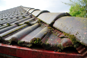 Moss on a roof tile