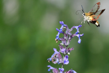 butterfly on flower