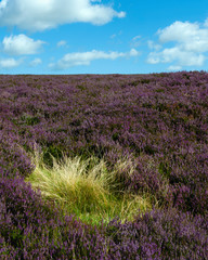 Fototapeta premium Heather is bloom in moorland landscape under blue sky. Yorkshire, UK.