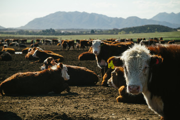 Vacas Hereford comiendo en feedlot en campo argentino