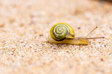 Garten-Schnirkelschnecke mit Haus
