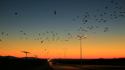 Birds in wires sunset road
