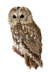 Owl isolated on white