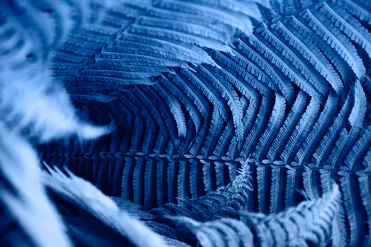 Fern leaves in deep phantom blue. Nature texture background.