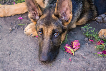 portrait of a young purebred German shepherd
