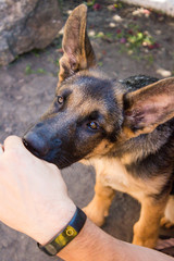 german shepherd puppy biting hand