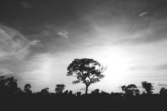 Black and white pictures of trees in a field in the sky with sunlight