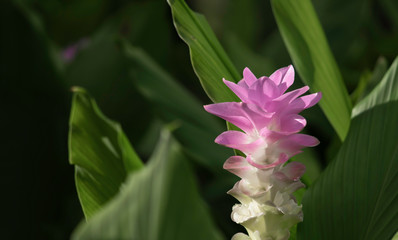 Pink Siam tulips (Curcuma sessilis,Krachiew in Thai),with green leaves on nature background,beautiful flower blooming in the garden park
